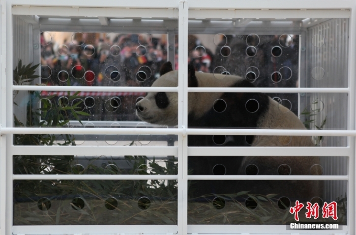 三只旅比大熊猫启程回国 比利时“熊猫迷”依依惜别